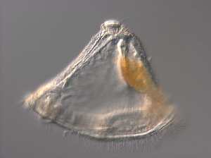  ( - GvD_45)  @11 [ ] c - Copyright (2024) George von Dassow Oregon Institute of Marine Biology