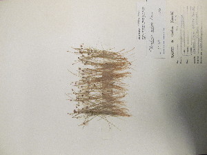  ( - TJD-517)  @11 [ ] CreativeCommons - Attribution Non-Commercial (2013) MT Marie-Victorin Herbarium