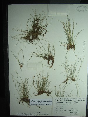  ( - TJD-540)  @11 [ ] CreativeCommons - Attribution Non-Commercial (2013) MT Marie-Victorin Herbarium