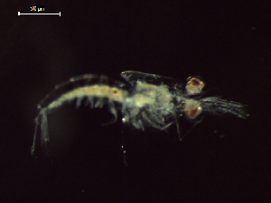  ( - CZ000057_crustaceans_Nematoscelis_gracilis_99.6)  @11 [ ] Copyright (2020) Nancy F. Mercado-Salas Senckenberg am Meer