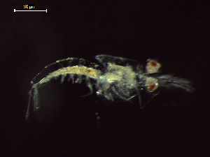  ( - CZ000057_crustaceans_Nematoscelis_gracilis_99.6)  @11 [ ] Copyright (2020) Nancy F. Mercado-Salas Senckenberg am Meer
