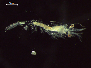  (Euphausia diomedeae - CZ000058_crustaceans_Euphausia_diomedeae_100)  @11 [ ] Copyright (2020) Nancy F. Mercado-Salas Senckenberg am Meer