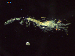  ( - CZ000058_crustaceans_Euphausia_diomedeae_100)  @11 [ ] Copyright (2020) Nancy F. Mercado-Salas Senckenberg am Meer