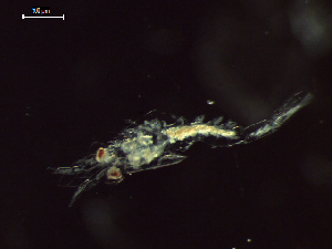  ( - CZ000059_crustaceans_Nematoscelis_gracilis_99.8)  @11 [ ] Copyright (2020) Nancy F. Mercado-Salas Senckenberg am Meer