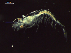  ( - CZ000060_crustaceans_Euphausia_diomedeae_100)  @11 [ ] Copyright (2020) Nancy F. Mercado-Salas Senckenberg am Meer