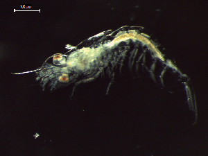  ( - CZ000060_crustaceans_Euphausia_diomedeae_100)  @11 [ ] Copyright (2020) Nancy F. Mercado-Salas Senckenberg am Meer