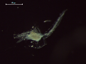  ( - CZ000061_crustaceans_Euphausia_distinguenda_99.2)  @11 [ ] Copyright (2020) Nancy F. Mercado-Salas Senckenberg am Meer