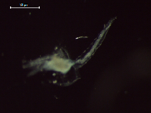  ( - CZ000061_crustaceans_Euphausia_distinguenda_99.2)  @11 [ ] Copyright (2020) Nancy F. Mercado-Salas Senckenberg am Meer