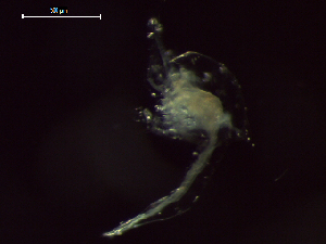  ( - CZ000063_crustaceans_Euphausia_diomedeae_100)  @11 [ ] Copyright (2020) Nancy F. Mercado-Salas Senckenberg am Meer