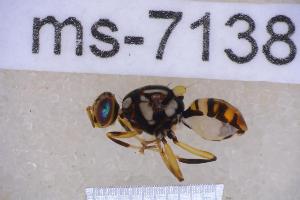  ( - UHIM.ms07138)  @11 [ ] BY-NC-ND (2023) University of Hawaii Insect Museum UHIM