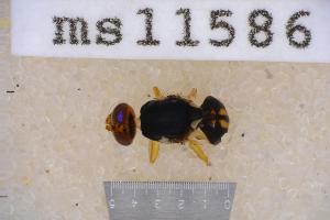  ( - UHIM.ms11586)  @11 [ ] by-nc-nd (2020) University of Hawaii Insect Museum University of Hawaii Insect Museum