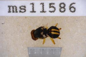  ( - UHIM.ms11586)  @11 [ ] by-nc-nd (2020) University of Hawaii Insect Museum University of Hawaii Insect Museum