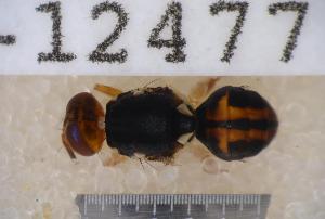  ( - UHIM.ms12477)  @11 [ ] by-nc-nd (2020) University of Hawaii Insect Museum University of Hawaii Insect Museum