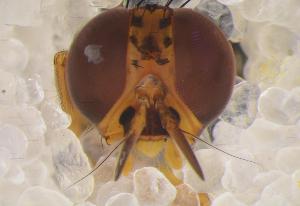  ( - UHIM.ms12477)  @11 [ ] by-nc-nd (2020) University of Hawaii Insect Museum University of Hawaii Insect Museum