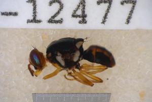  ( - UHIM.ms12477)  @11 [ ] by-nc-nd (2020) University of Hawaii Insect Museum University of Hawaii Insect Museum
