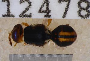  ( - UHIM.ms12478)  @11 [ ] by-nc-nd (2020) University of Hawaii Insect Museum University of Hawaii Insect Museum