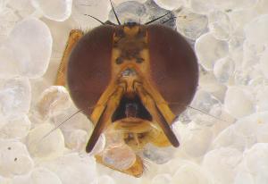  ( - UHIM.ms12478)  @11 [ ] by-nc-nd (2020) University of Hawaii Insect Museum University of Hawaii Insect Museum