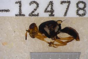  ( - UHIM.ms12478)  @11 [ ] by-nc-nd (2020) University of Hawaii Insect Museum University of Hawaii Insect Museum