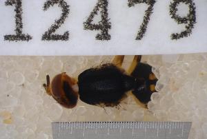  ( - UHIM.ms12479)  @11 [ ] by-nc-nd (2020) University of Hawaii Insect Museum University of Hawaii Insect Museum