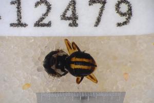  ( - UHIM.ms12479)  @11 [ ] by-nc-nd (2020) University of Hawaii Insect Museum University of Hawaii Insect Museum
