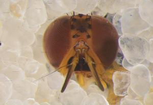  ( - UHIM.ms12479)  @11 [ ] by-nc-nd (2020) University of Hawaii Insect Museum University of Hawaii Insect Museum