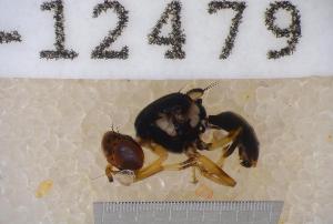  ( - UHIM.ms12479)  @11 [ ] by-nc-nd (2020) University of Hawaii Insect Museum University of Hawaii Insect Museum
