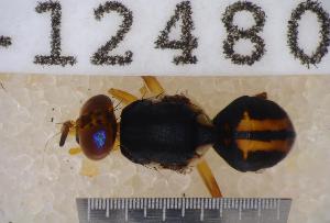  ( - UHIM.ms12480)  @11 [ ] by-nc-nd (2020) University of Hawaii Insect Museum University of Hawaii Insect Museum