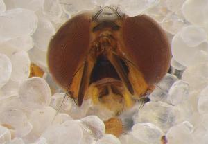  ( - UHIM.ms12480)  @11 [ ] by-nc-nd (2020) University of Hawaii Insect Museum University of Hawaii Insect Museum