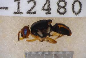  ( - UHIM.ms12480)  @11 [ ] by-nc-nd (2020) University of Hawaii Insect Museum University of Hawaii Insect Museum