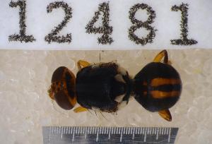  ( - UHIM.ms12481)  @11 [ ] by-nc-nd (2020) University of Hawaii Insect Museum University of Hawaii Insect Museum