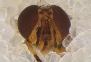  ( - UHIM.ms12481)  @11 [ ] by-nc-nd (2020) University of Hawaii Insect Museum University of Hawaii Insect Museum