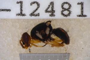  ( - UHIM.ms12481)  @11 [ ] by-nc-nd (2020) University of Hawaii Insect Museum University of Hawaii Insect Museum