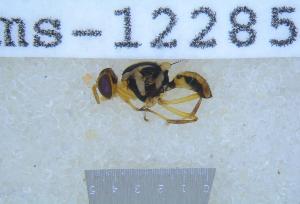  (Bactrocera unifasciata - UHIM.ms12285)  @11 [ ] by-nc-nd (2020) University of Hawaii Insect Museum University of Hawaii Insect Museum