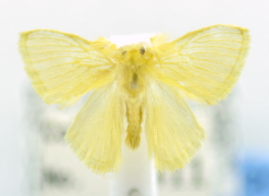  ( - USNM ENT 00980223)  @12 [ ] Unspecified (default): All Rights Reserved  Unspecified Unspecified