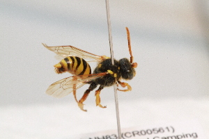  ( - CR-33325-56)  @13 [ ] CreativeCommons  Attribution Non-Commercial Share-Alike (2019) Claus Rasmussen Aarhus University, Denmark