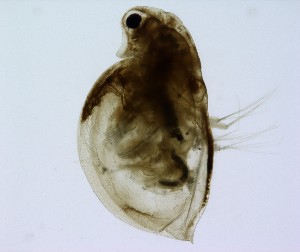  ( - IZT01-A06)  @11 [ ] Creative commons (2022) Cristian Alberto Espinosa Rodr&iacute;guez UNAM FES Iztacala