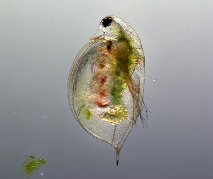  ( - IZT01-A07)  @11 [ ] Creative commons (2022) Cristian Alberto Espinosa Rodr&iacute;guez UNAM FES Iztacala