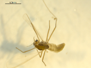  ( - 08WOLVES-00582)  @12 [ ] CreativeCommons - Attribution (2010) CBG Photography Group Centre for Biodiversity Genomics
