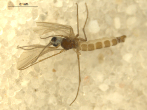  ( - 08WOLVES-00603)  @12 [ ] CreativeCommons - Attribution (2010) CBG Photography Group Centre for Biodiversity Genomics