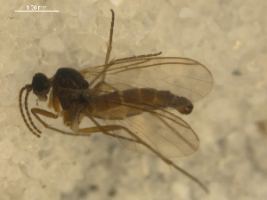  ( - 08WOLVES-00992)  @12 [ ] CreativeCommons - Attribution (2011) CBG Photography Group Centre for Biodiversity Genomics