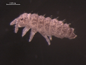  (Ceratophysella granulata - DAREK-0075)  @13 [ ] CreativeCommons - Attribution (2010) CBG Photography Group Centre for Biodiversity Genomics