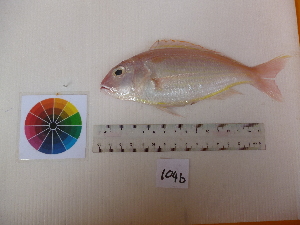  ( - nemipterus japonicus-104B)  @11 [ ] Copyright (2013) Rajiv USM