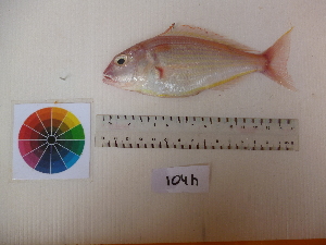  ( - nemipterus japonicus-104H)  @11 [ ] Copyright (2013) Rajiv USM