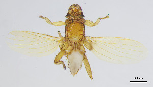  (Strebla carvalhoi - DI-35)  @11 [ ] CreativeCommons - Attribution Non-Commercial Share-Alike  Unspecified Universidade Federal de Minas Gerais