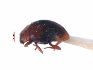  (Scymnus trimaculatus - SPM3)  @11 [ ] CreativeCommons - Attribution Share-Alike (2019) Unspecified South China Agricultural University, Department of Entomology