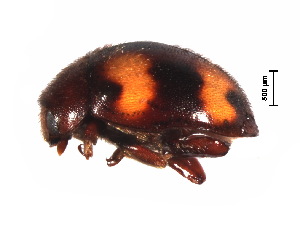  (Horniolus sonduongensis - HW1)  @11 [ ] CreativeCommons - Attribution Share-Alike (2019) Unspecified South China Agricultural University, Department of Entomology