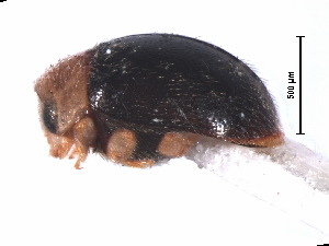  ( - NG1)  @11 [ ] CreativeCommons - Attribution Share-Alike (2019) Unspecified South China Agricultural University, Department of Entomology