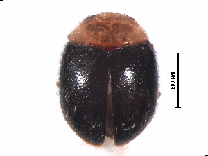  ( - NG1)  @11 [ ] CreativeCommons - Attribution Share-Alike (2019) Unspecified South China Agricultural University, Department of Entomology