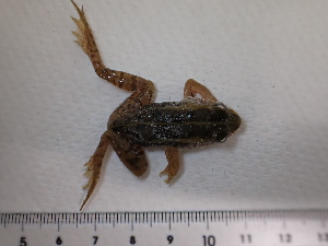  ( - DBFAN_PP_34)  @11 [ ] c (2025) Unspecified Specimen depository of the Graduate School of Science,Nagoya City University