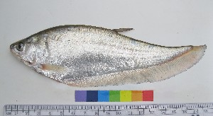  ( - NF657)  @13 [ ] Unspecified (default): All Rights Reserved  Unspecified Unspecified
